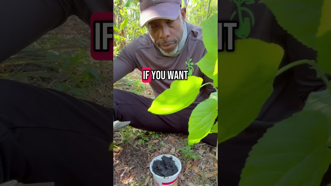 How to grow a mulberry tree #mulberrytree #mulberry #andrethefarmer #gardeningtips #growyourownfood