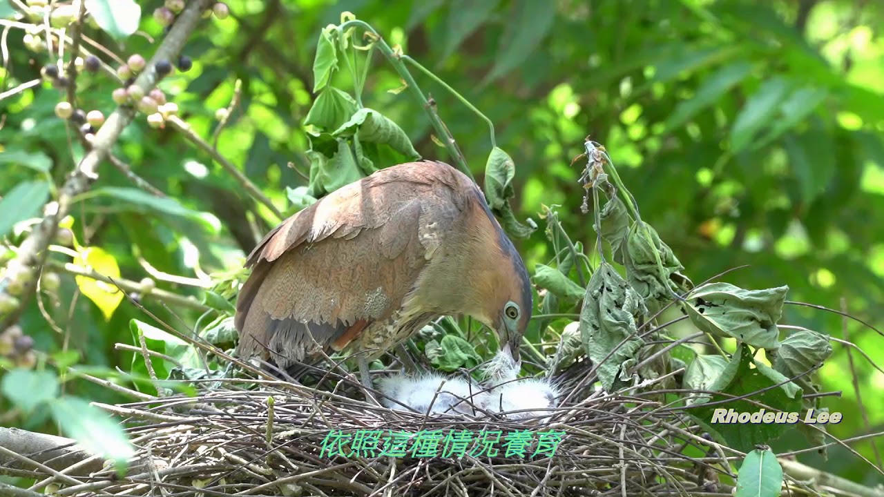 2020春夏  白河  黑冠麻鷺Malayan Night Heron育雛全記錄