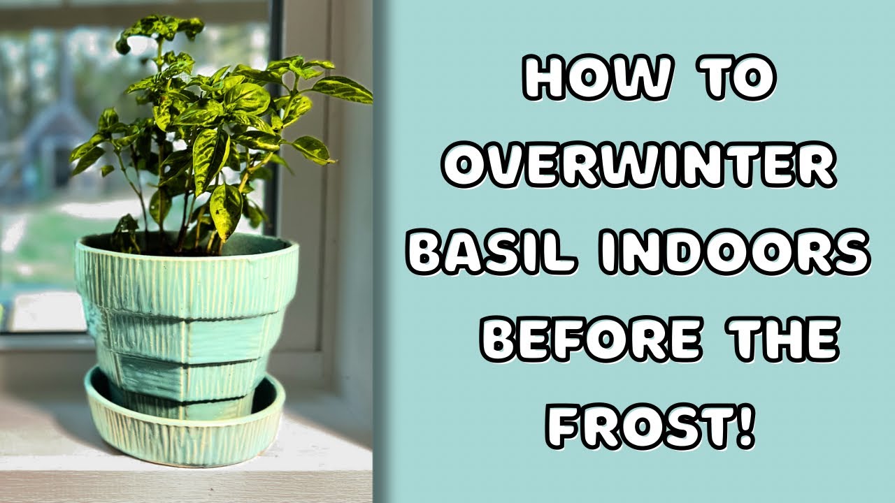 Bring Basil Indoors for Winter 🌿 Easy Herb Care Tips