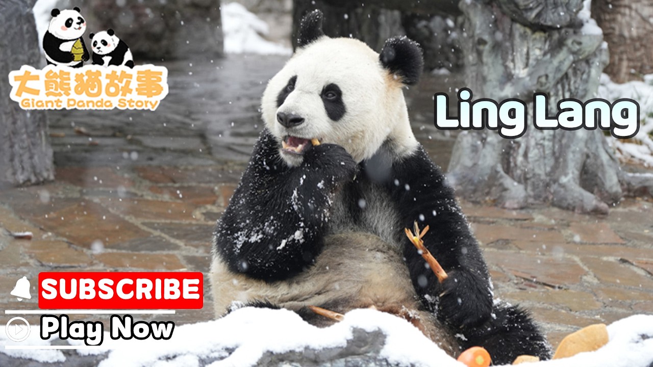 【The Giant Panda Story】Episode 45 Ling Lang, A Panda With A Heartwarming Growth Story | iPanda