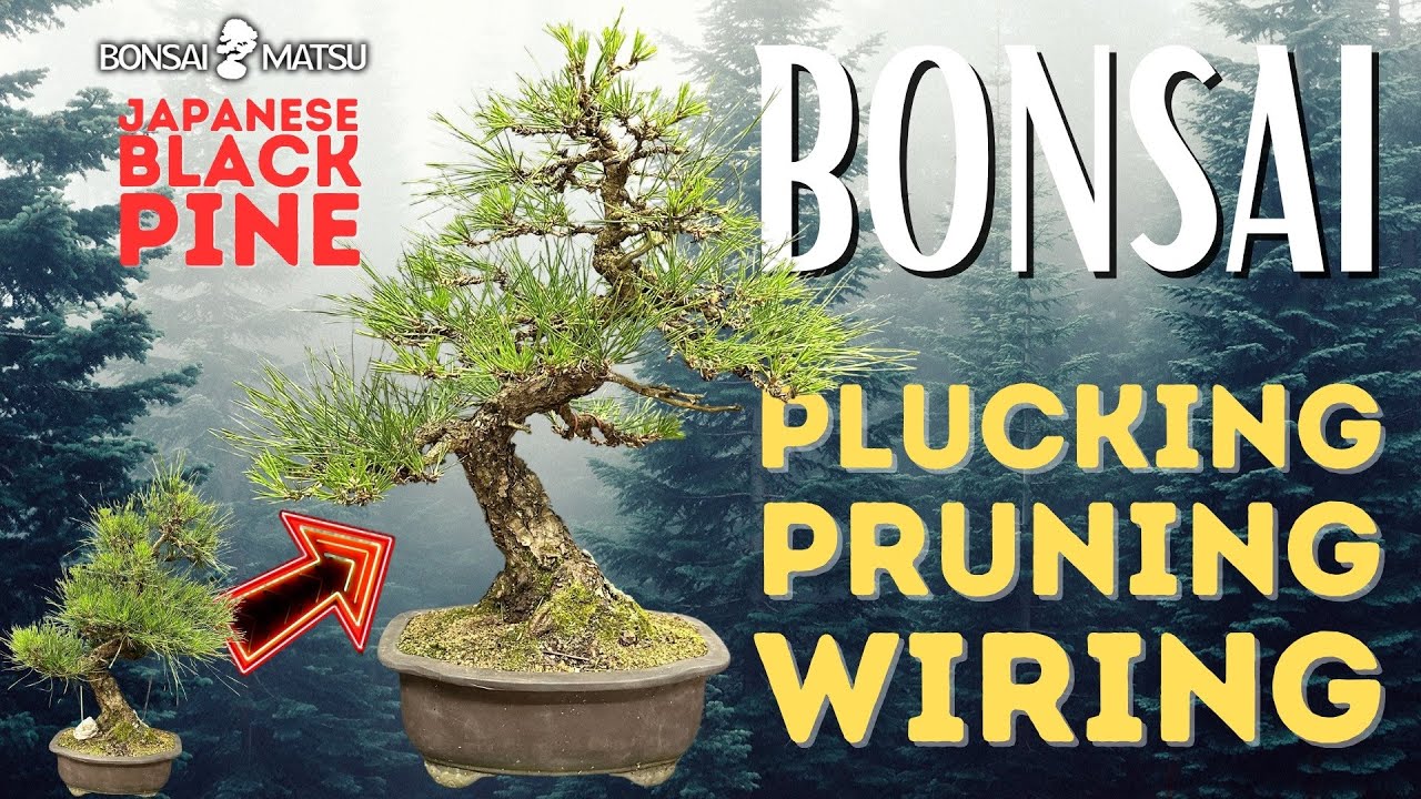 Japanese Black Pine Clean Up and Styling - Day in the Life