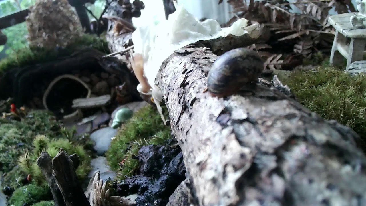 Live | Snail Home 🐌🌿 Cozy Terrarium • Slow Life