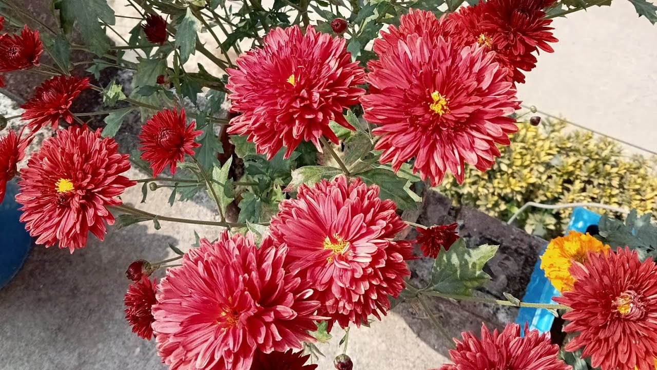 আজকে ঘর পরিষ্কার করলাম সুন্দর ঘর সাজায়েছি 🌸🌼🥰☺️