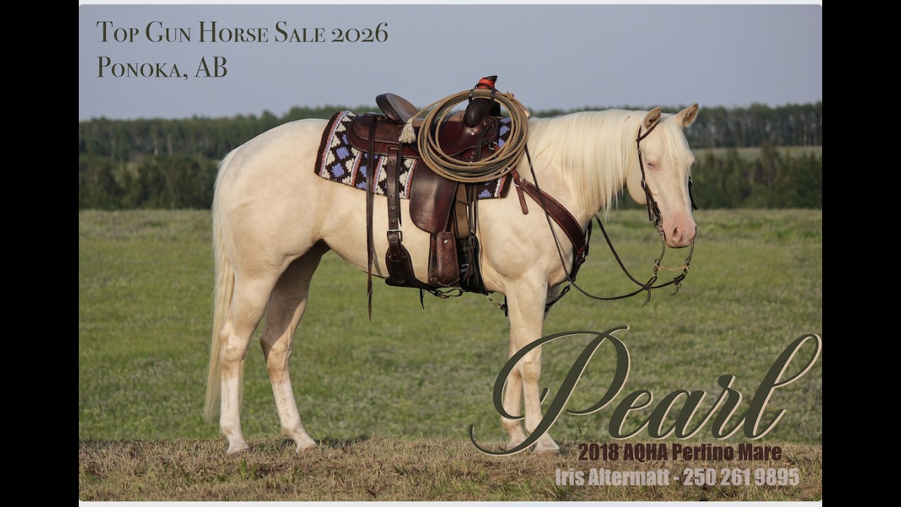 Pearl - Top Gun Horse Sale 2026
