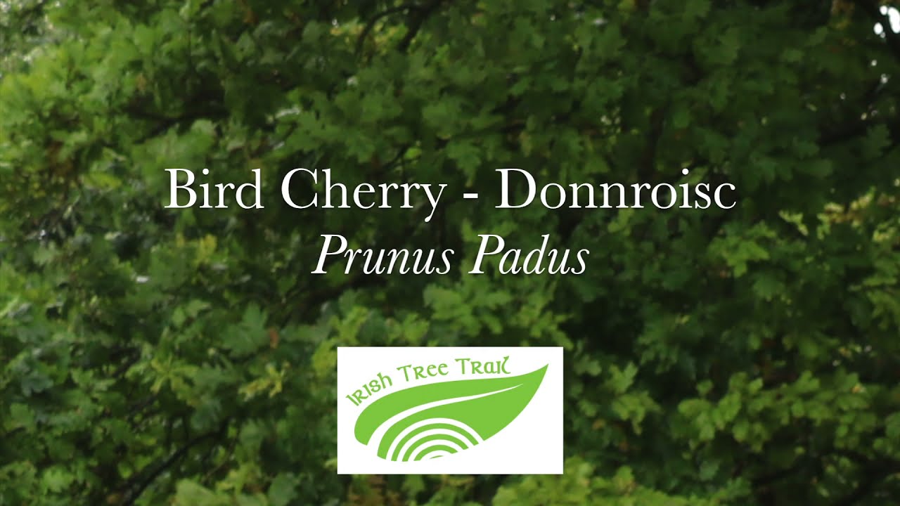 Cherry, Bird - Donnroisc (Prunus padus)