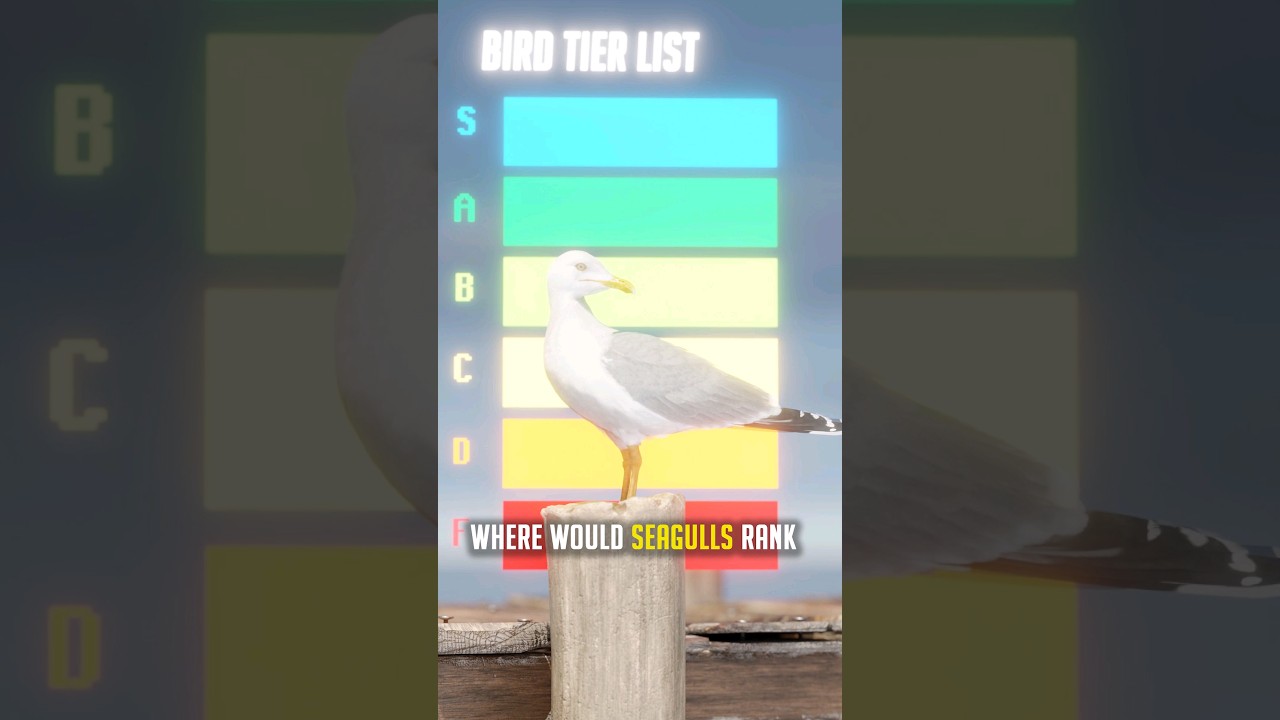 Are Seagulls Overpowered?