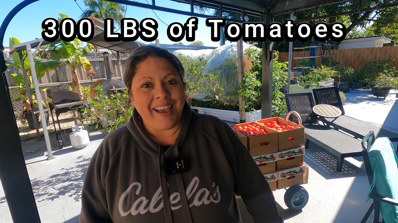 Tomato Sauce for the Year! PT.  1