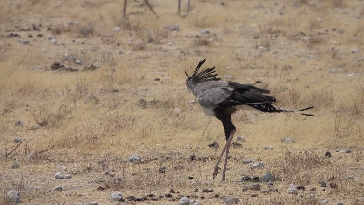 Secretarybird Stomps on Prey | Audubon Photography Awards 2023 Top Video | Sonja Pedersen