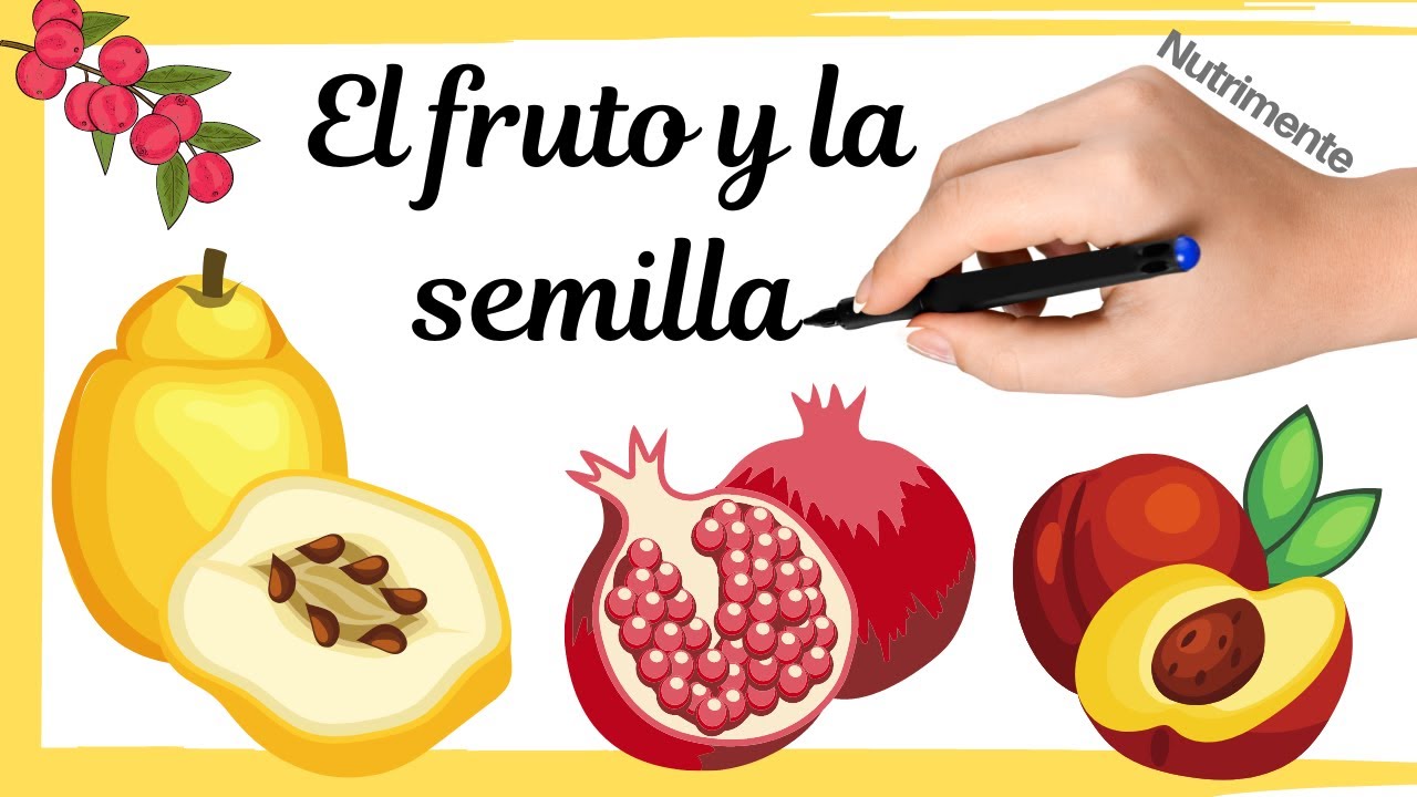 El FRUTO y la SEMILLA