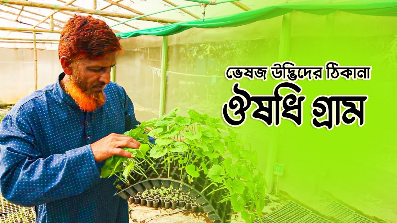 ঔষধি গ্রাম: ভেষজ উদ্ভিদের ঠিকানা | Herbal Medicine Village | Natore