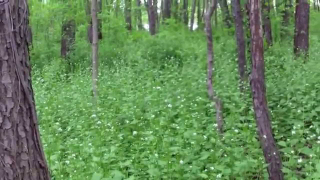 Morels and other Spring Wild Edibles