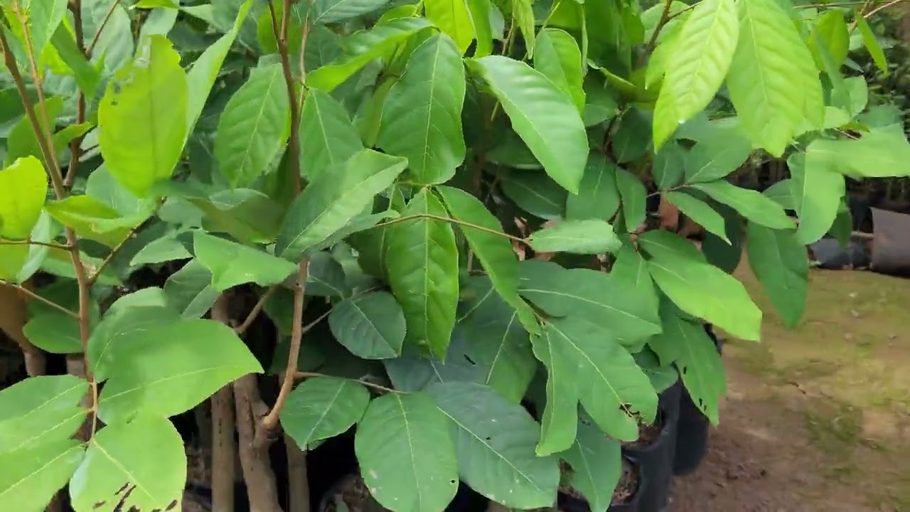 Ở đâu bán chôm chôm Tiến Cường chất lượng  chuẩn giống? Lh cây giống Phú Thịnh:  0908.49.22.66