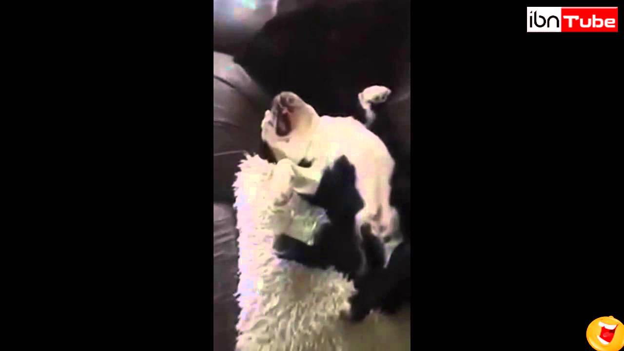 The best Watchdog   iBNTube