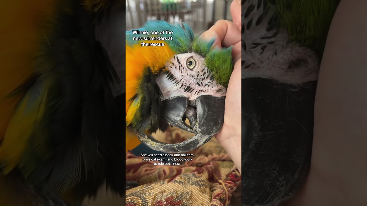 Beak overgrowth is usually due to underlying health issues
