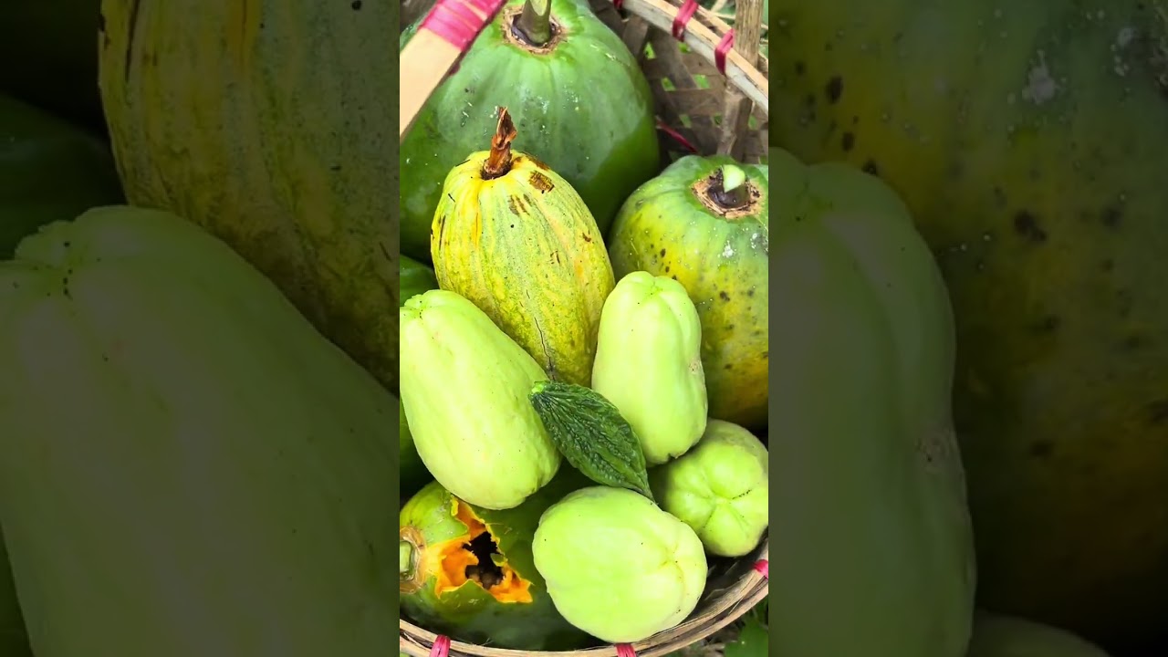 Harvesting vegetables/minivlog part 1