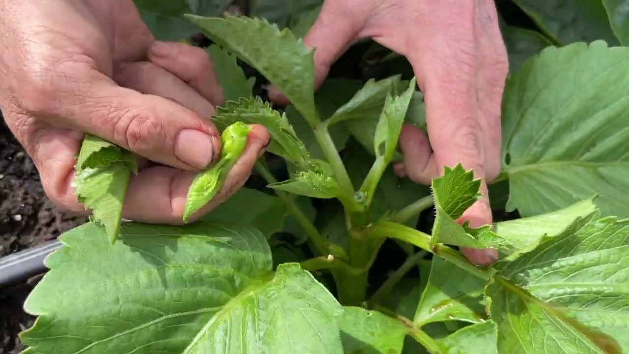 242. Pinching Out Young Plants Two Weeks After Planting.