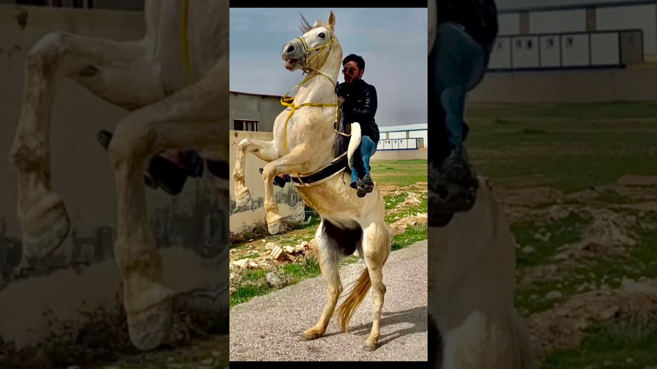 لازغرت صوت البارود الدعجه / هجيني وجوبي الدعجه