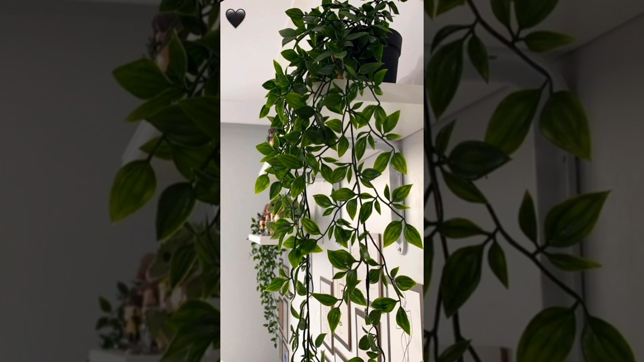 (Day-23)🧿🪴 Aesthetic Hanging Plant 🤍 Meesho Find 🌷 #haul #meesho #shorts #pinterest #viral