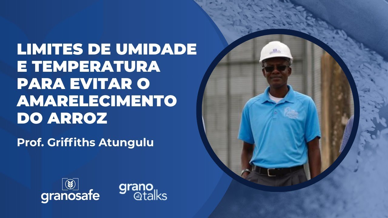 Limites de umidade e temperatura para evitar o amarelecimento do arroz