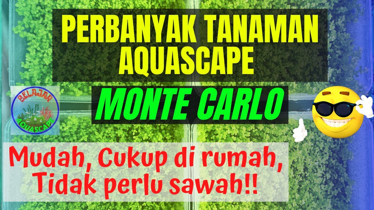 Cara Menanam Tanaman Aquascape Monte Carlo Emersed | Budidaya Tanaman Karpet Aquascape Monte Carlo