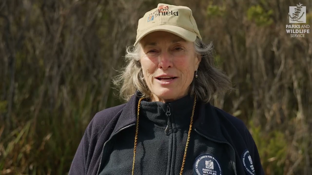Noisy scrub bird translocations on the South Coast