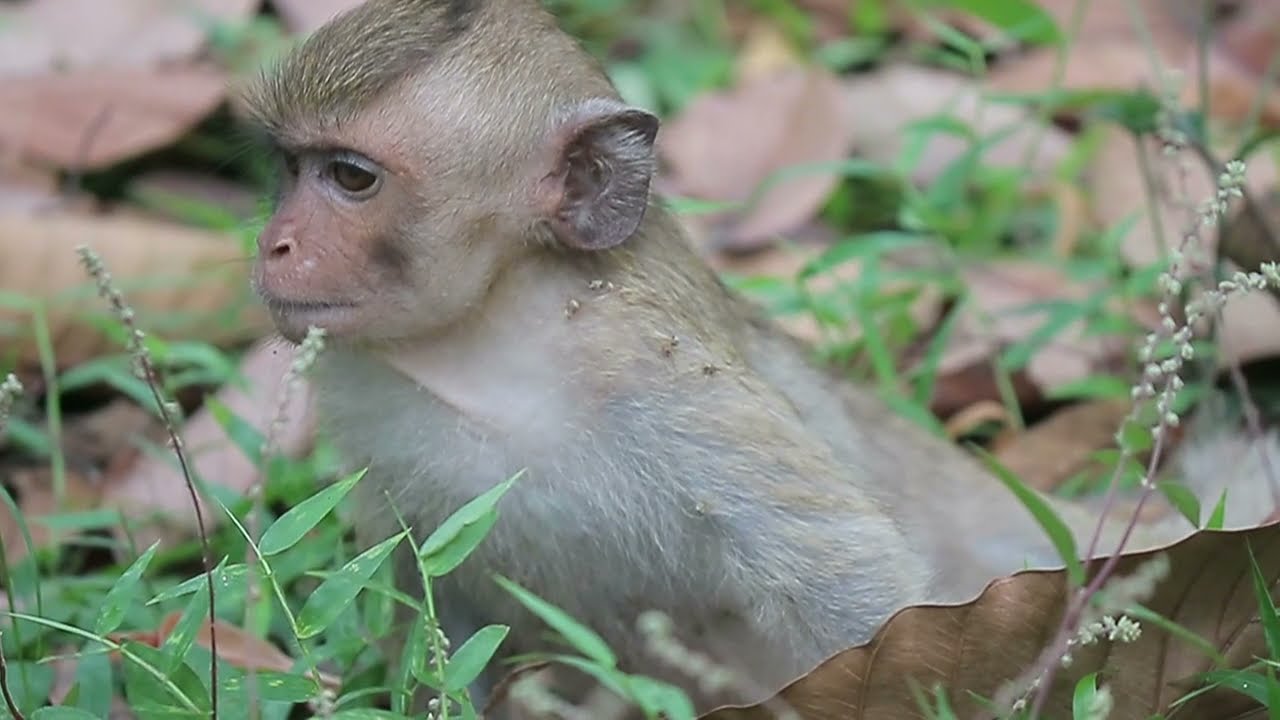 OMG, look feel sorry for young monkey.