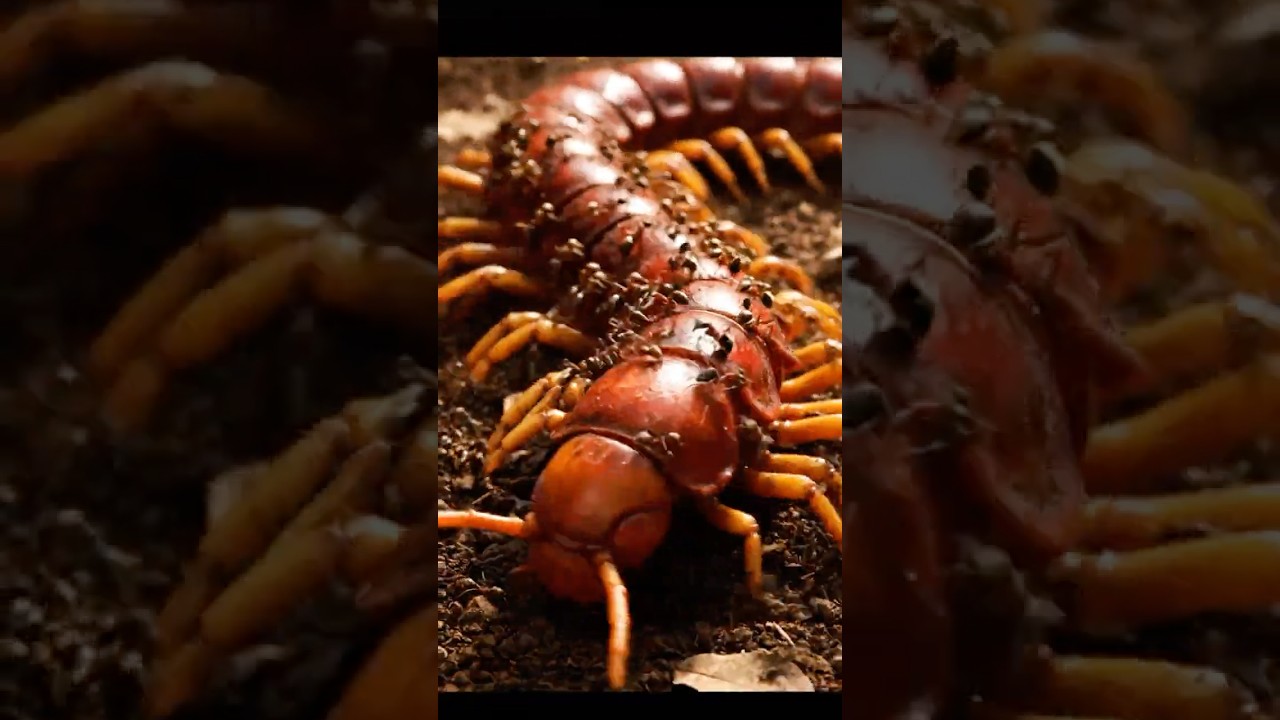 Tiny Ants vs Giant Predator 