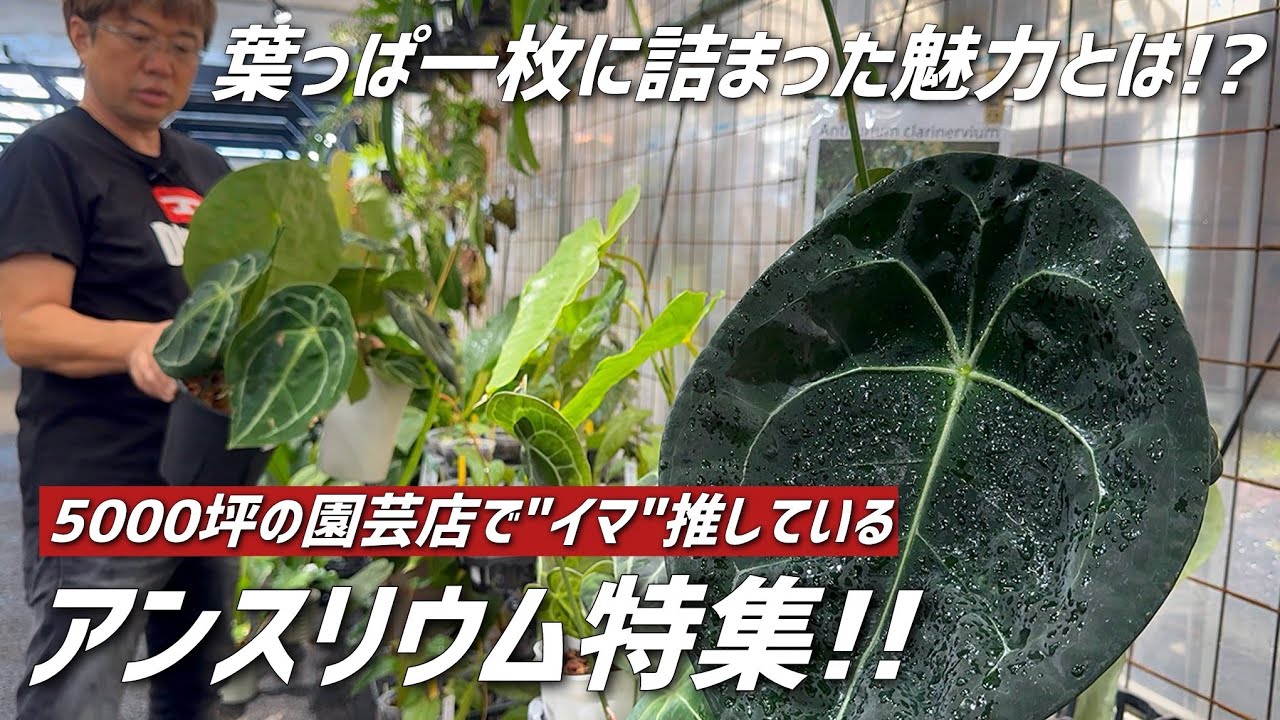 【観葉植物】アンスリウムのオススメ品種と選び方についてお伝えします!!