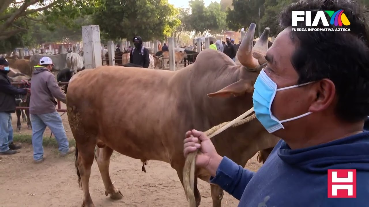 El baratillo más grande del sur del país. El buey, la cabra, la yunta... animales en venta y regateo