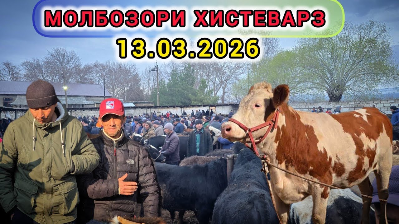 Молбозори Хистеварз навори нав 13.08.2026