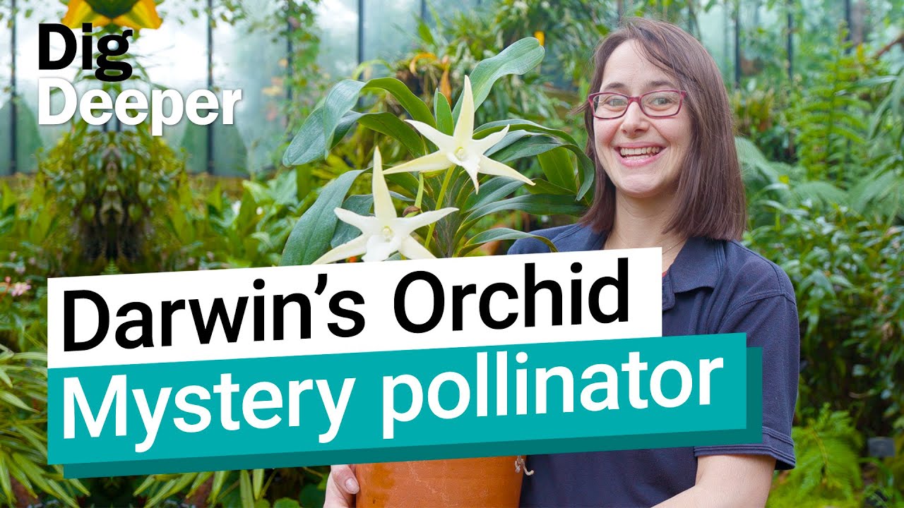 Darwin's Orchid: What pollinates this unusual flower? | Dig Deeper Episode 3 | Kew