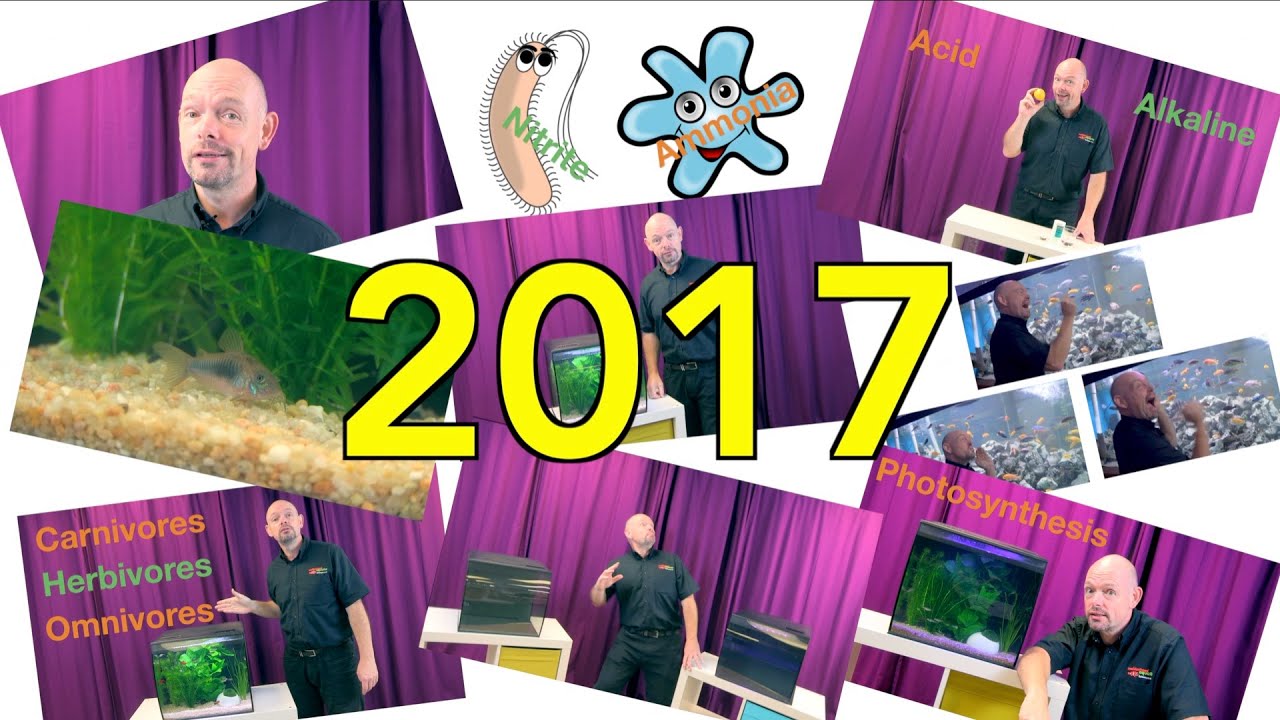 Fishkeeper Fry 2017 Highlights