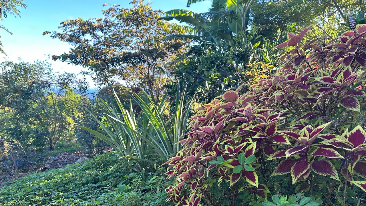 Tropical Food Forest Tour