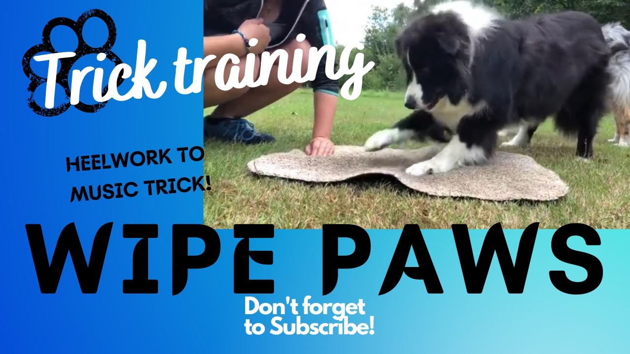 Wipe Paws - Dog Trick Training! (Amazing trick)