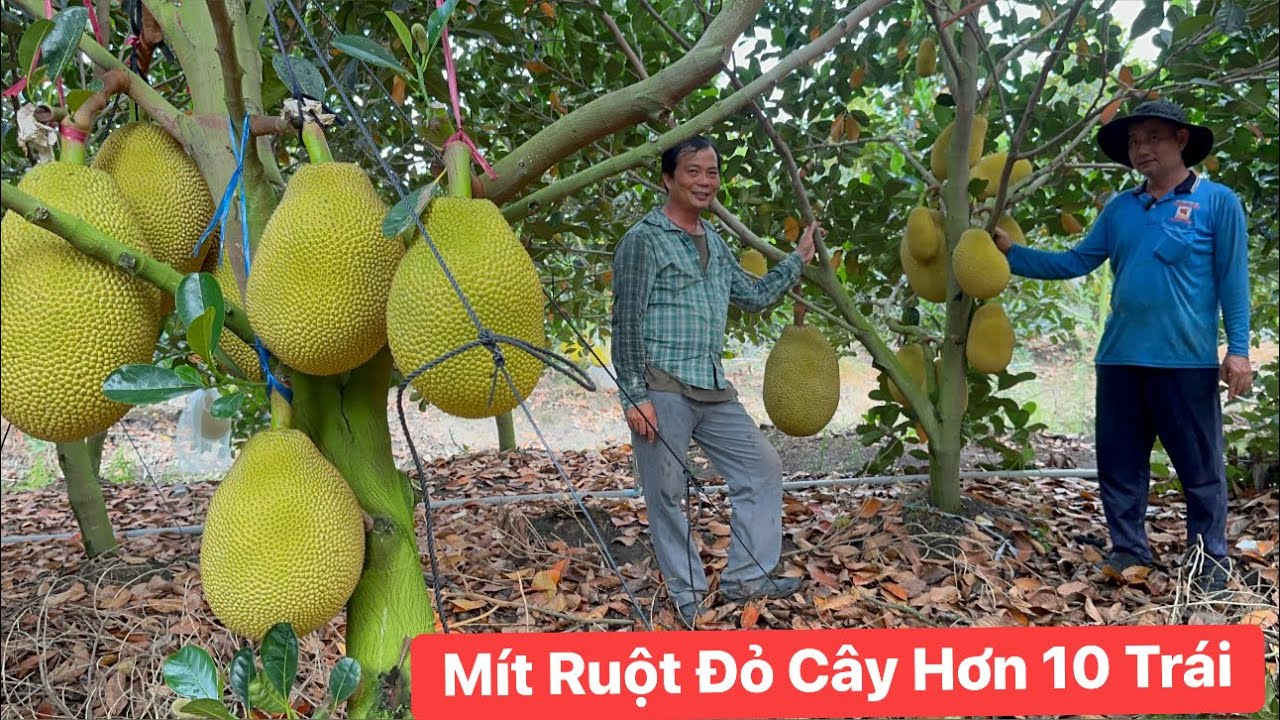 Trở lại vườn Mít Ruột Đỏ siêu trái chia sẻ kinh nghiệm làm vườn với cô chú bà con