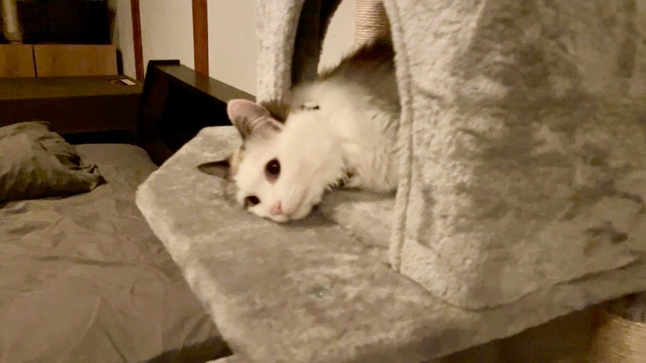 可愛く寝る猫と思ったけど変な寝方してました
