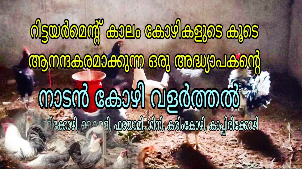 റിട്ടയർ അദ്ധ്യാപകന്റെ ഒരു മിക്സഡ് കോഴി വളർത്തൽ 