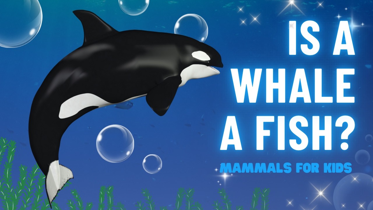 Is a Whale a Fish? 🐋 Learn About Mammals For Kids