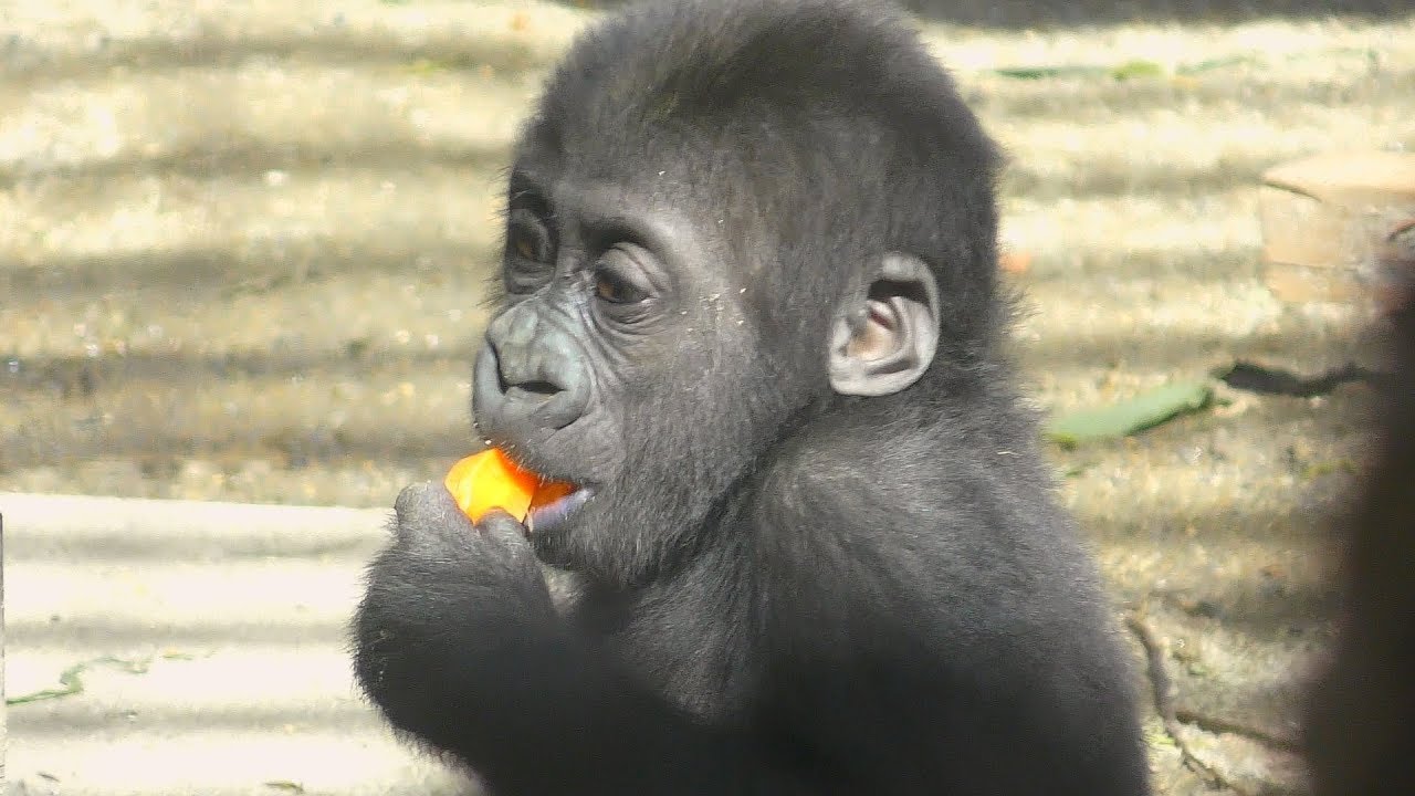 ゴリラ、キンタロウはニンジンが大すき💗[Kyoto City Zoo] Gorilla Kintaro loves carrots