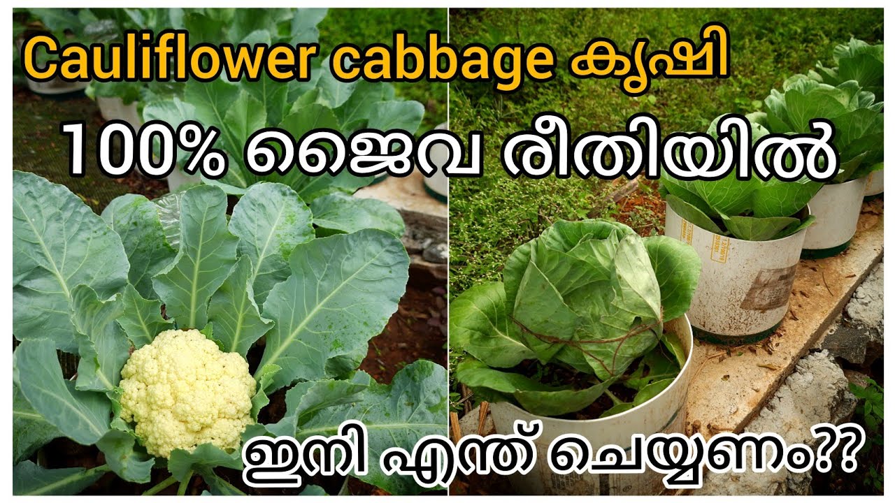100% ജൈവ രീതിയിൽ cabbage cauliflower കൃഷി| ഈ വളം നിങ്ങൾ പ്രയോഗിച്ചു നോക്കൂ ഇത്രയും വലുതാക്കാൻ |