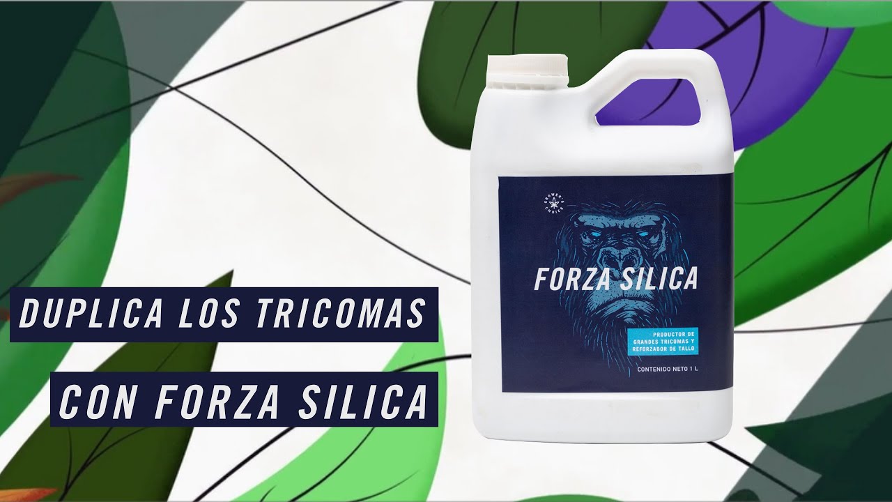 Duplica los tricomas de tu planta🤩|ROOTZ MX|