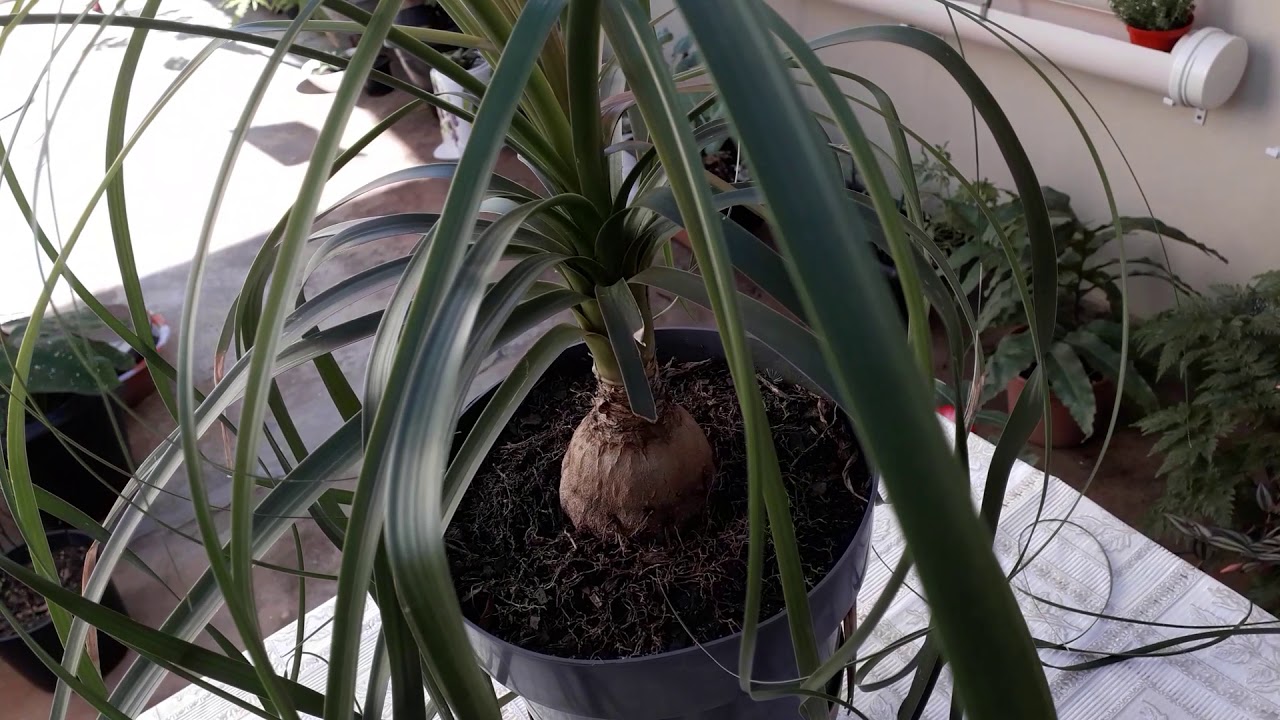 Presente q ganhei , uma linda planta ! 👍