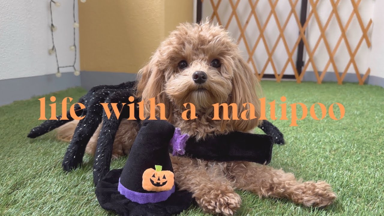 Life with a Maltipoo 🐶 Weekend vlogs: balcony makeover 💚 halloween costume 🕷️