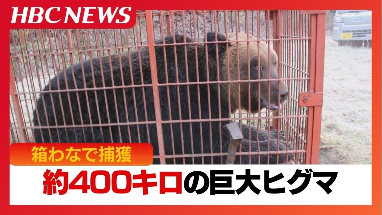 【ヒグマ速報】箱わな倒した巨大ヒグマか　約400キロ、体長1.9メートルのヒグマを捕獲し駆除　地元猟友会会長「相当大きい」過去最大のヒグマと話す 北海道苫前町