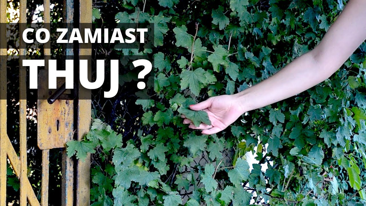 Co posadzić na ŻYWOPŁOT ? Krzewy ozdobne zamiast thuj
