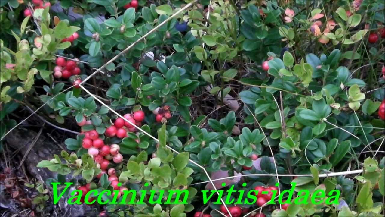 Wild Edibles In Sweden - Part 1.
