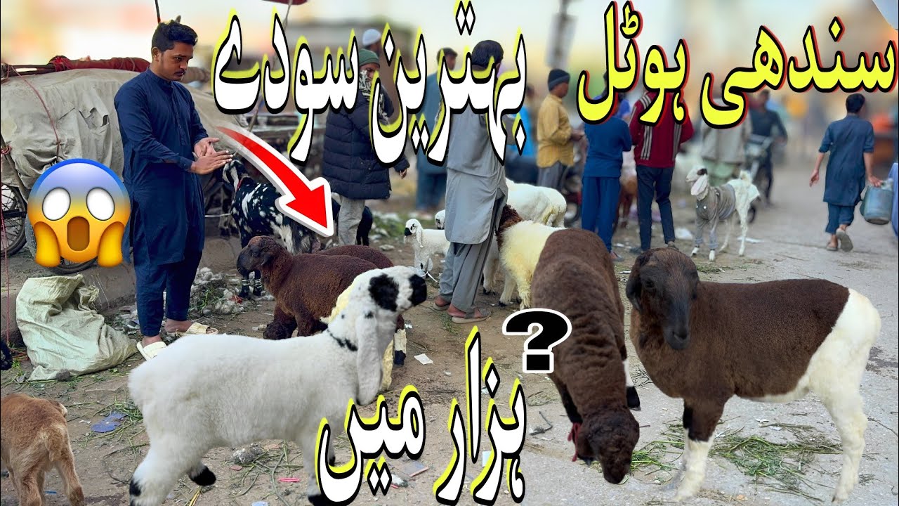 Sindhi Hotel Bakra Mandi Latest Update | 9 - January  - 2026 | Bakra Mandi Karachi2025 |Bakra Mandi