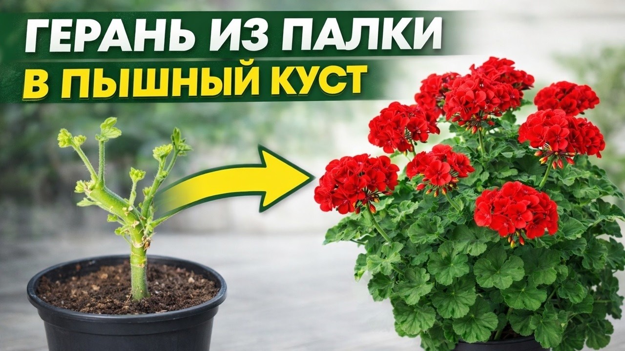 СДЕЛАЙ ЭТО в МАРТЕ с ГЕРАНЬЮ, чтобы куст не желтел зеленел и все лето как не в себя цвел и рос