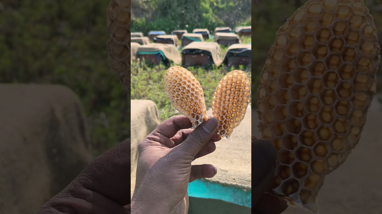 মৌমাছি থেকে মধু সংগ্রহ। 