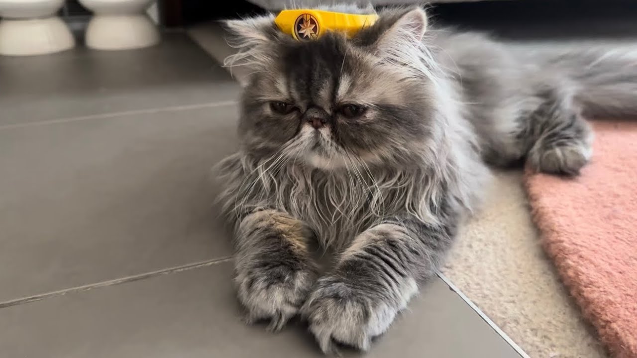 I Tried Choosing a Career… Then Remembered I’m a Princess 👑🐱